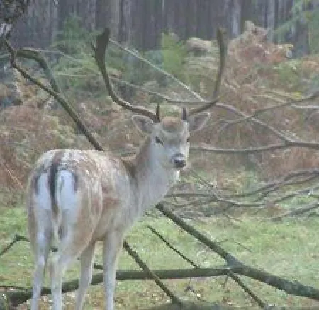 Maison Bonne Humeur Achouffe *